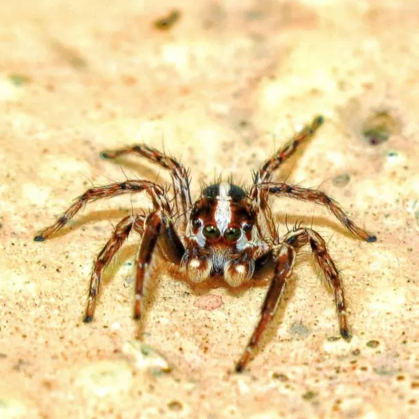 21402 baby tarantula cute image3