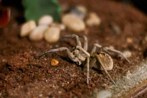 21402 baby tarantula cute image4