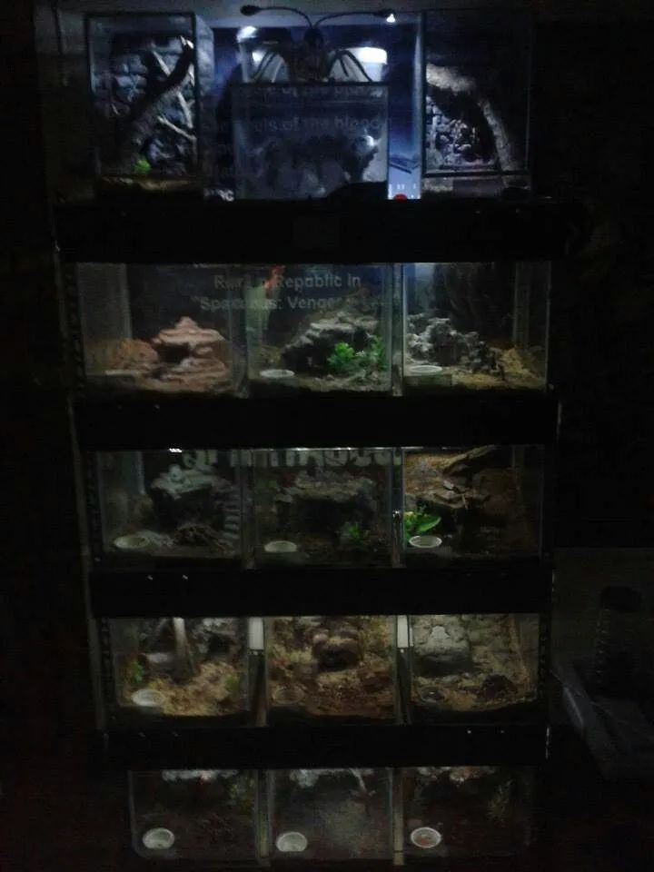 21403 tarantula hiding places