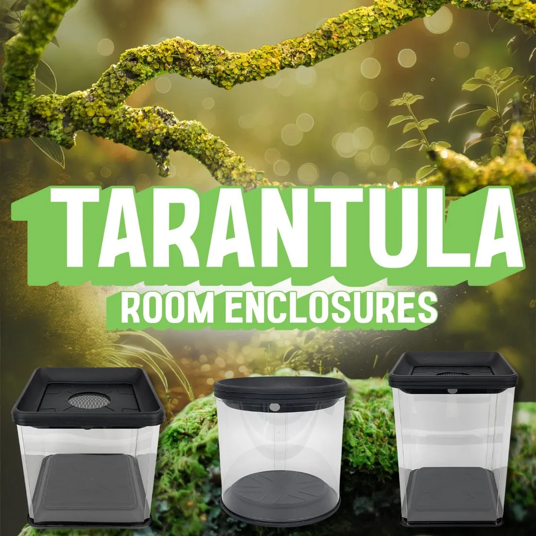 21403 tarantula species size