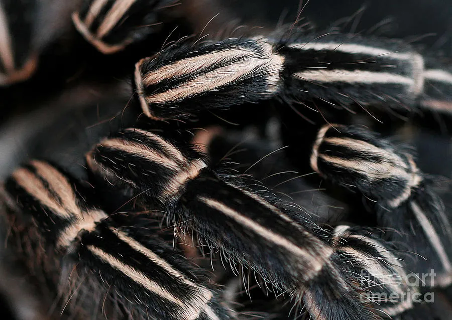 21404 tarantula cleaning legs 1
