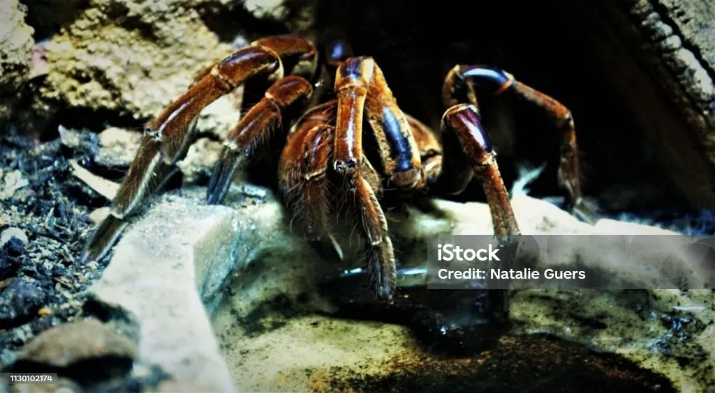 21404 tarantula cleaning legs 2