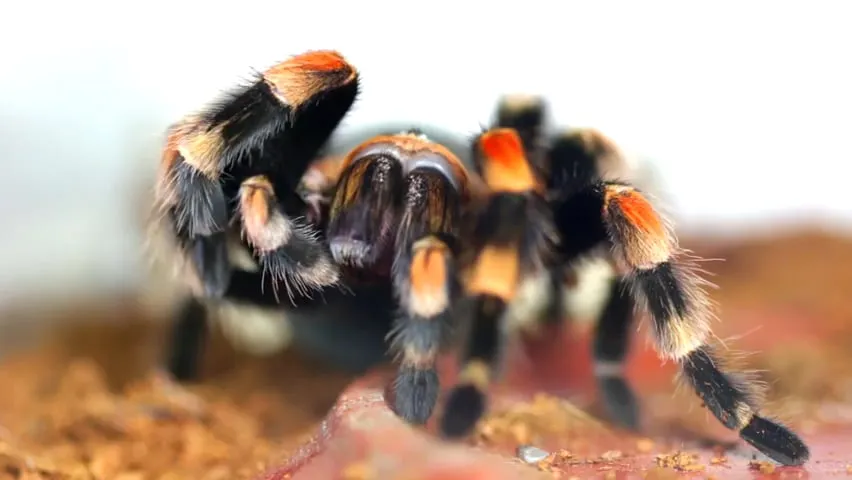 21404 tarantula cleaning legs 3