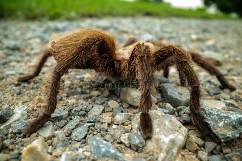 21404 tarantula cleaning legs 4