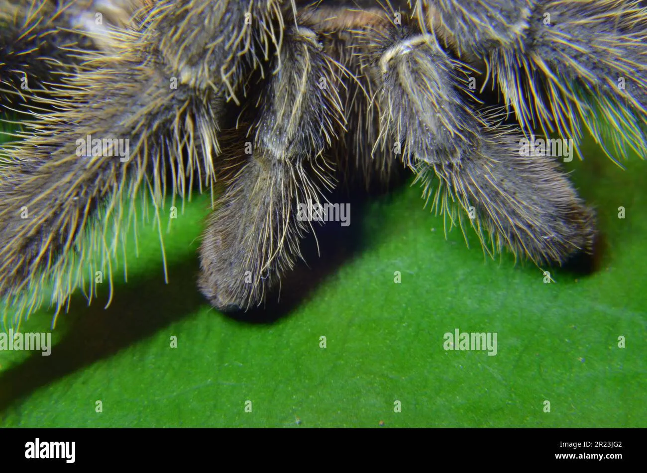 21404 tarantula cleaning legs 5
