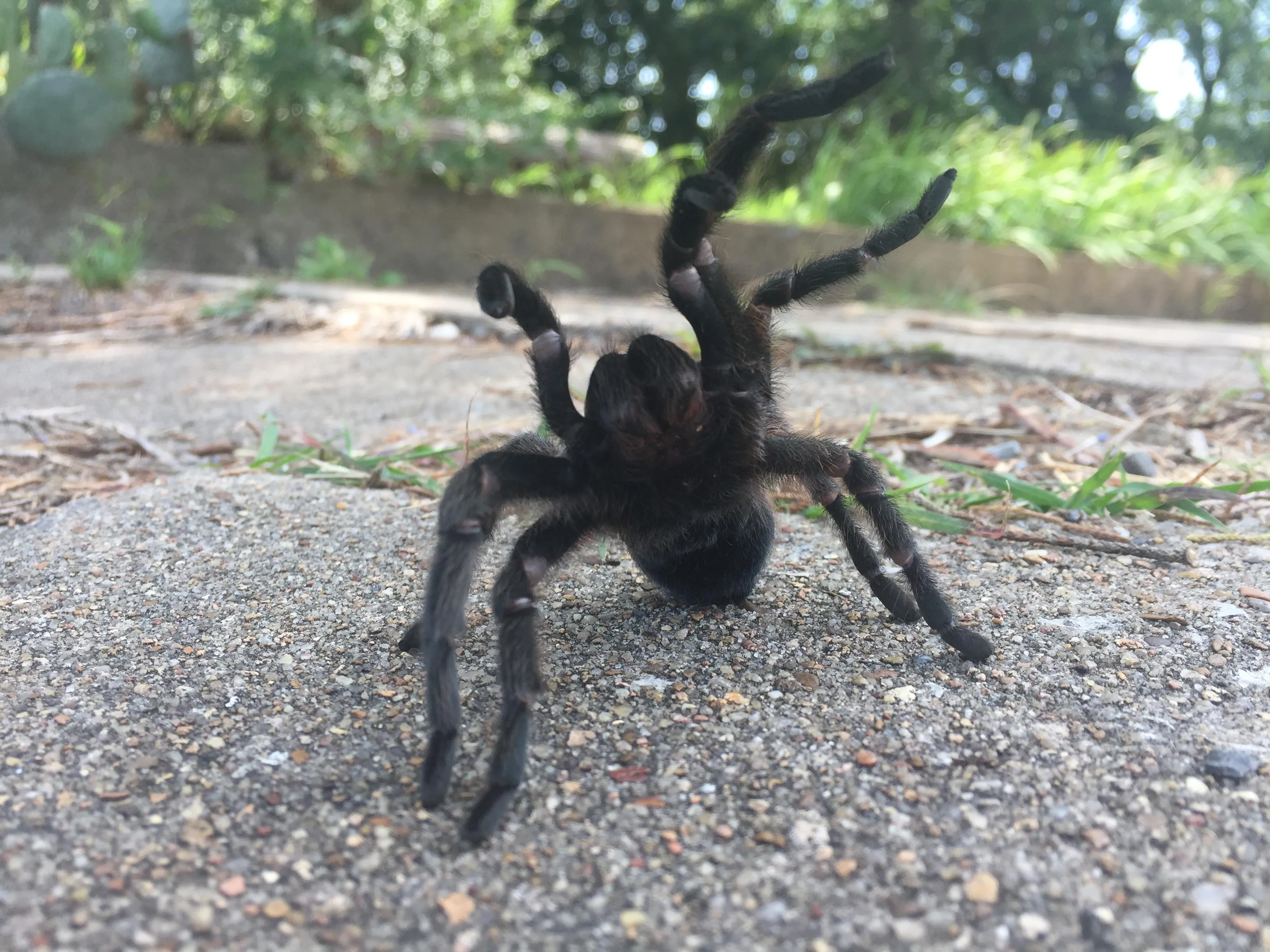 21404 tarantula cleaning legs 6