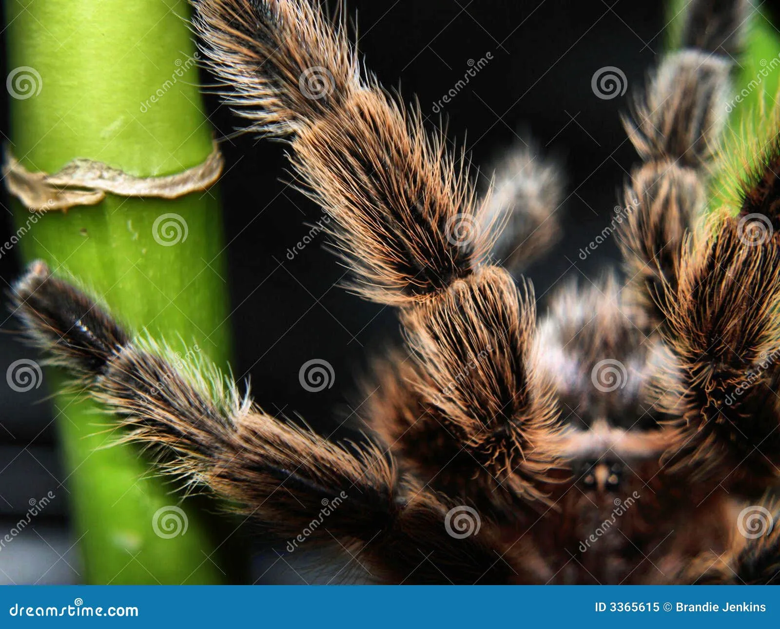 /img/21404-tarantula-cleaning-legs-7.webp