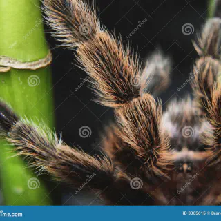 /img/21404-tarantula-cleaning-legs-7.webp