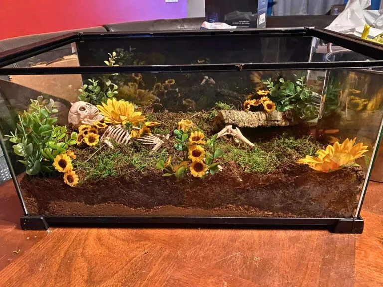 21409 soil mites tarantula enclosure 3