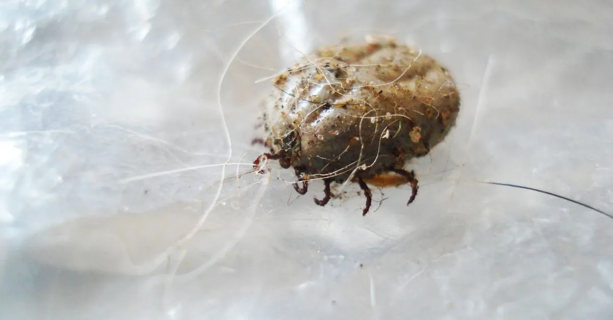 21409 soil mites tarantula enclosure 4