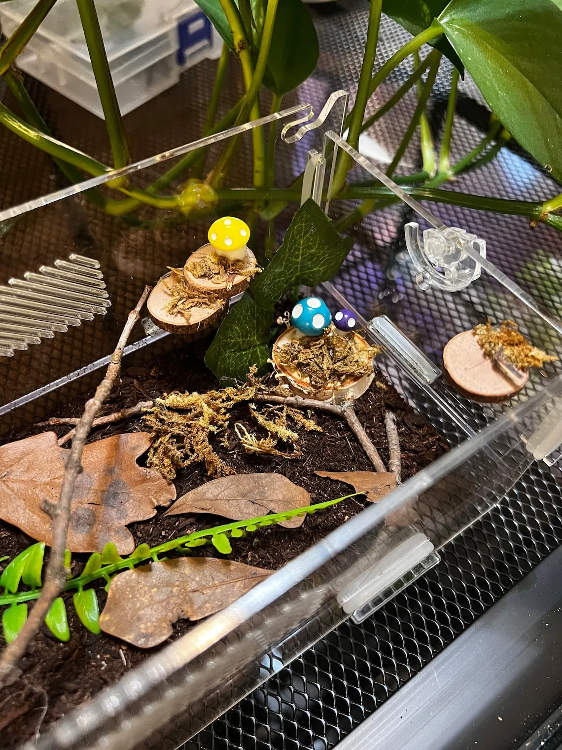 /img/21409-soil-mites-tarantula-enclosure-8.webp
