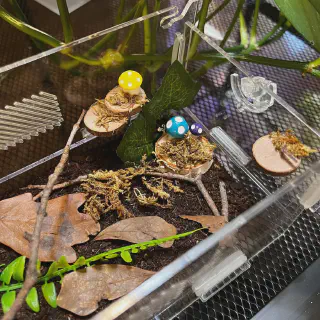 /img/21409-soil-mites-tarantula-enclosure-8.webp