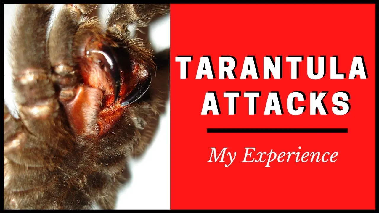 21412 tarantula habitat awareness