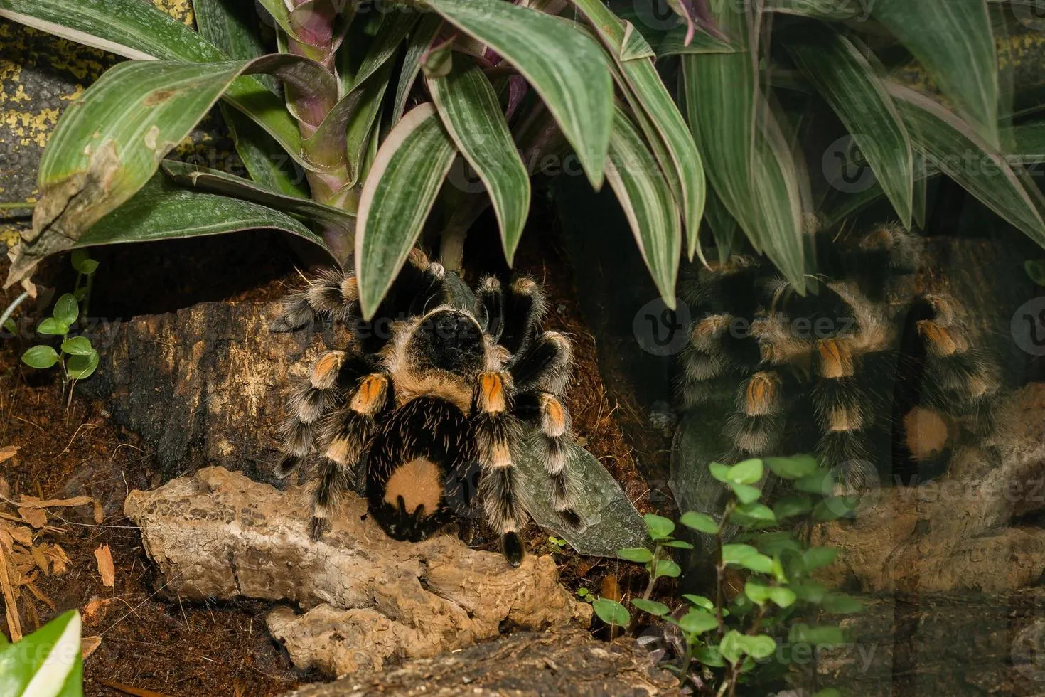 21412 tarantula handling safety