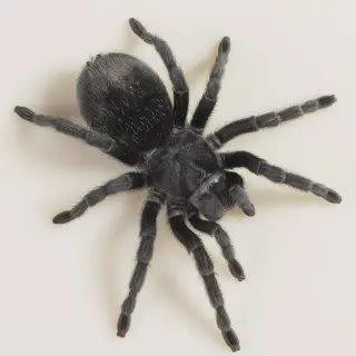 /img/21418-pet-tarantula-india-cost.webp