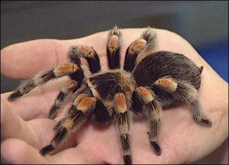 21418 pet tarantula india handling