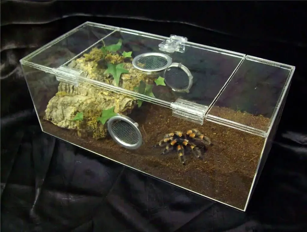 21419 glass tarantula enclosure