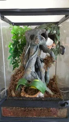/img/21419-tarantula-enclosure-cleaning.webp