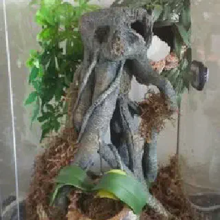 /img/21419-tarantula-enclosure-cleaning.webp