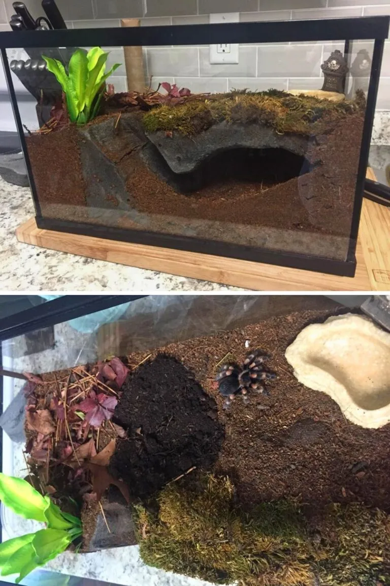 21419 tarantula enclosure substrate