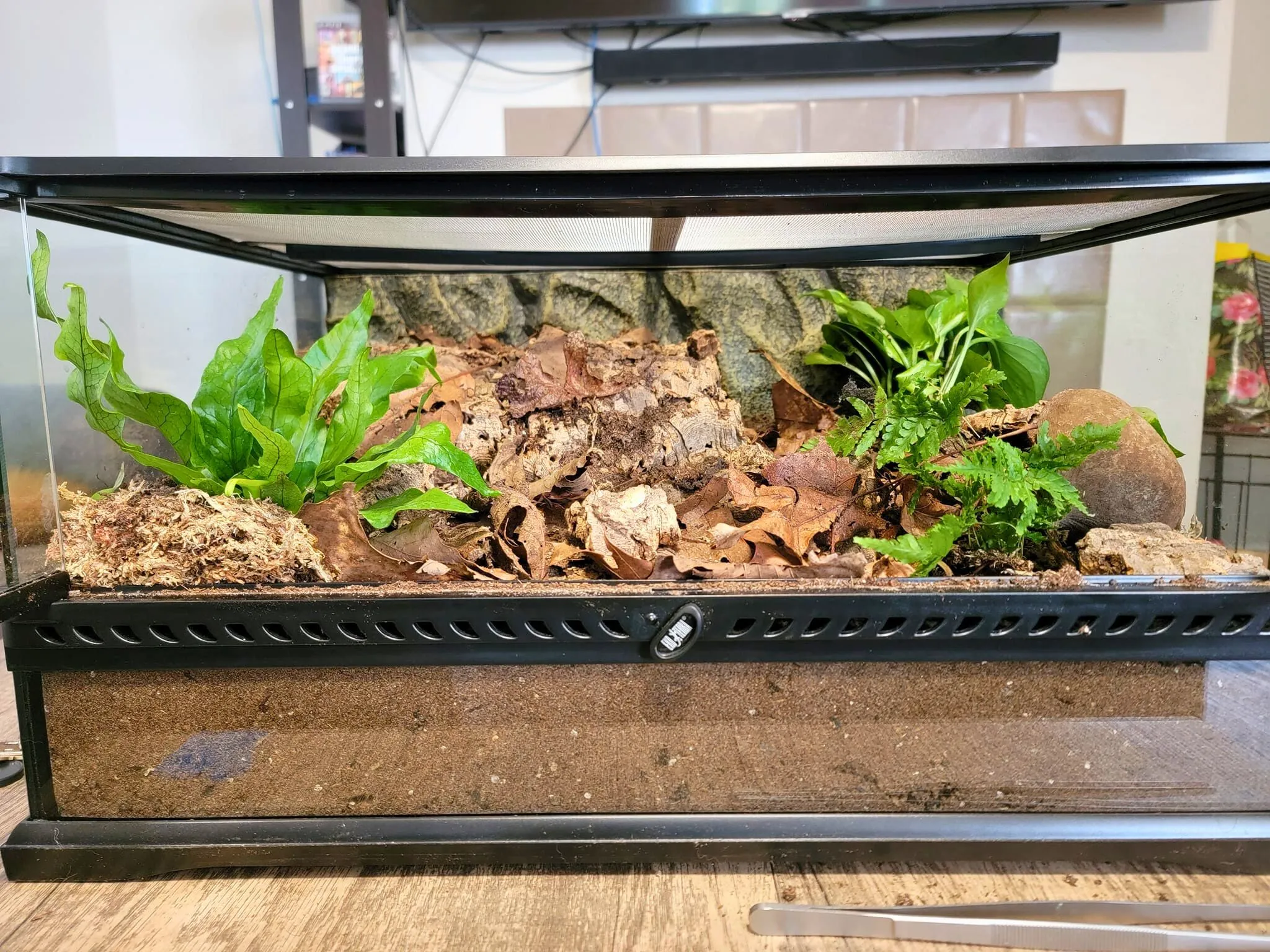 21419 tarantula enclosure ventilation