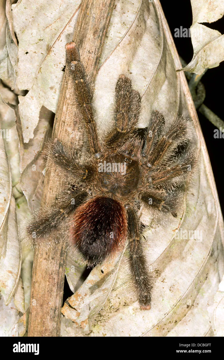 21421 air drying tarantula
