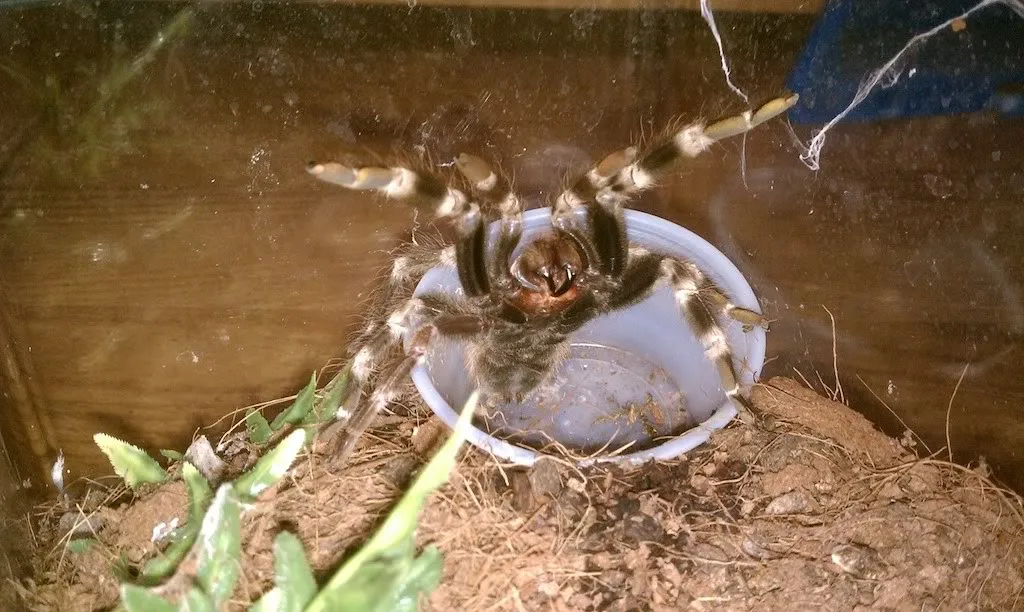 21421 display case tarantula
