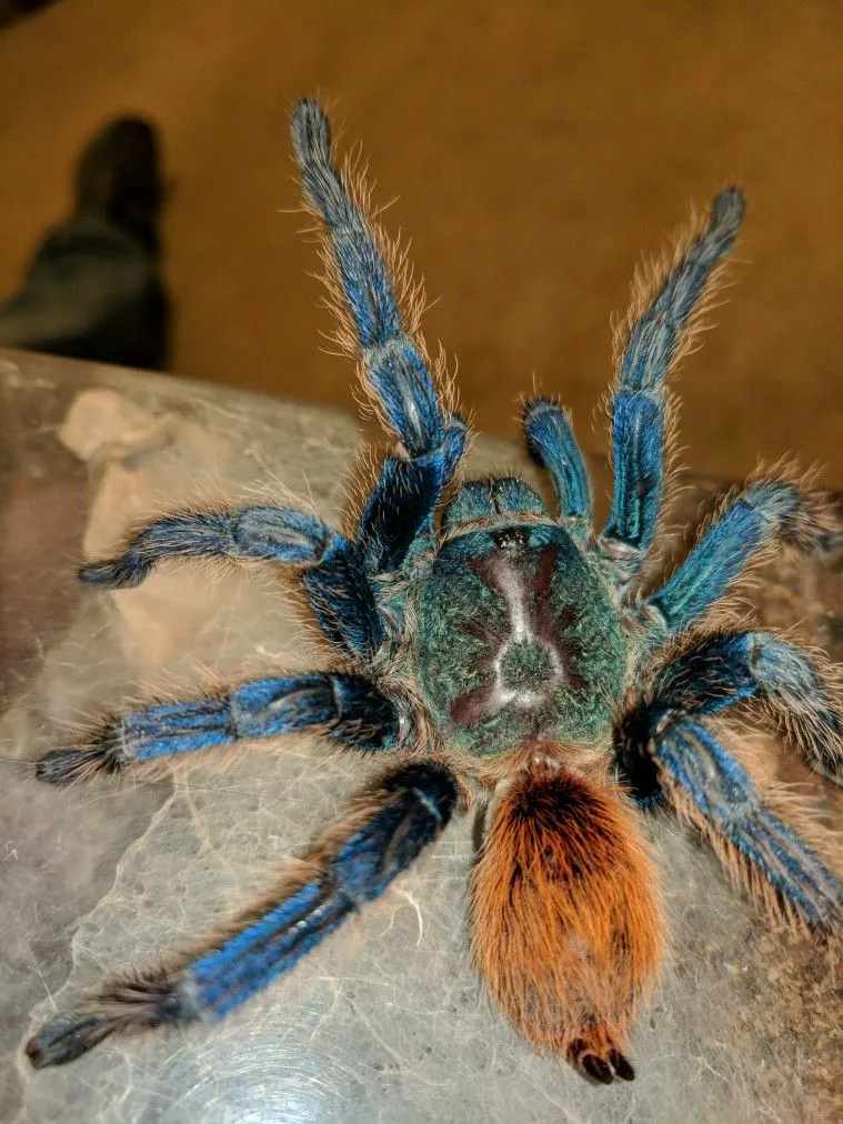 21422 blue tarantula close up