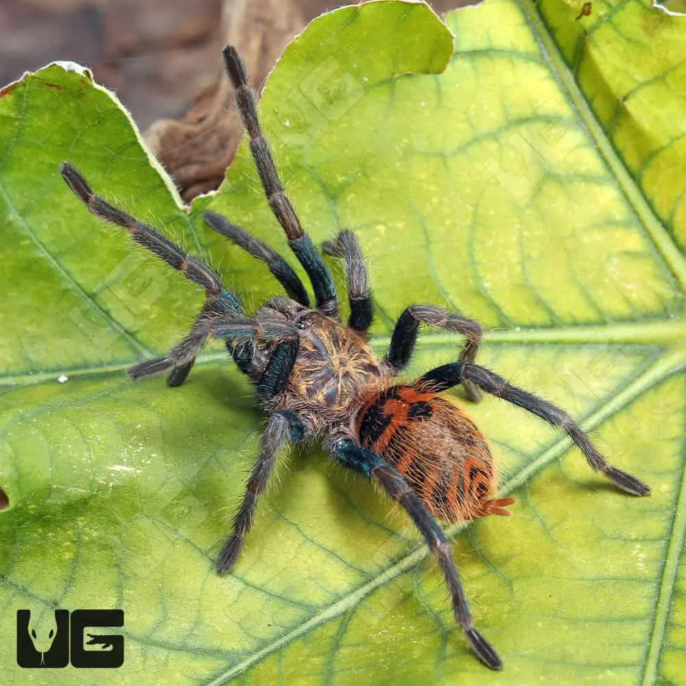 21422 blue tarantula enclosure