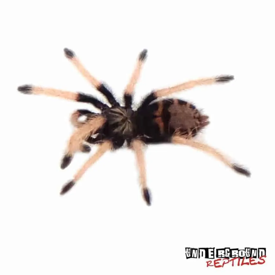 21422 blue tarantula feeding