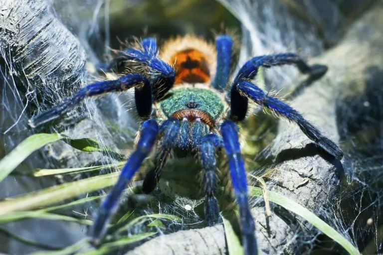 21422 blue tarantula habitat
