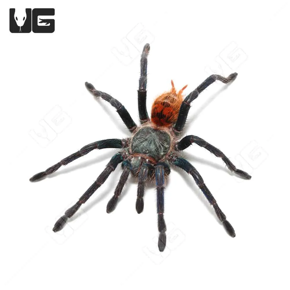21422 blue tarantula handling