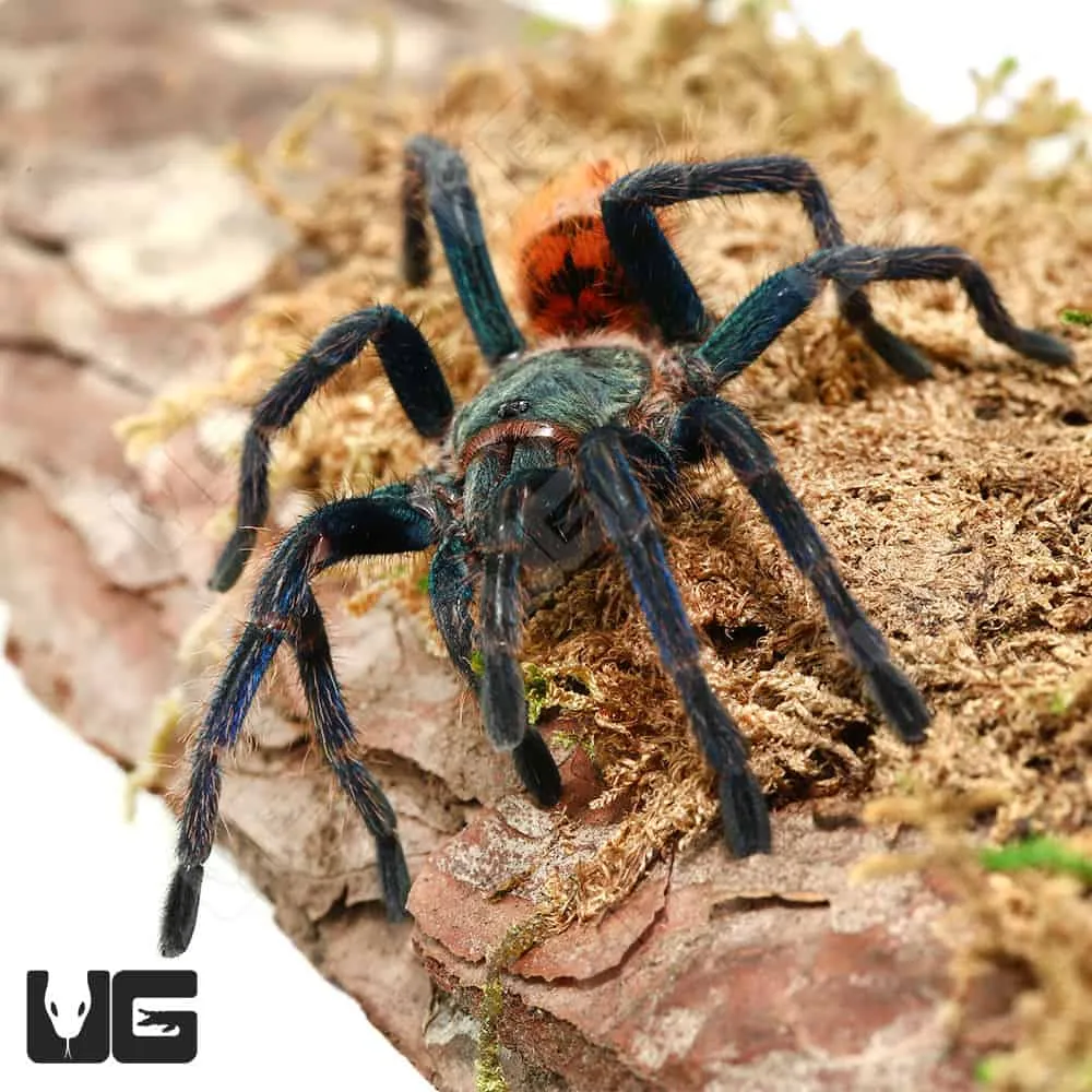 21422 blue tarantula molting