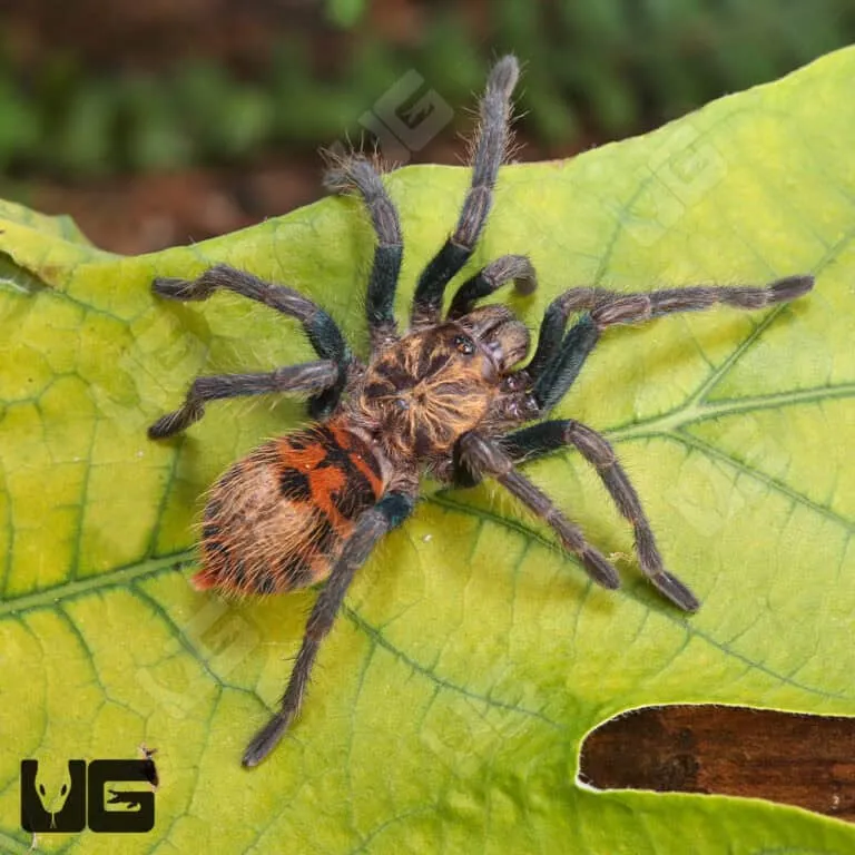 21422 blue tarantula substrate
