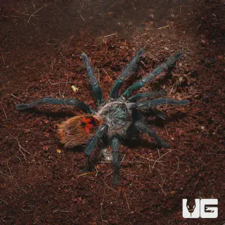 /img/21422-blue-tarantula-web.webp