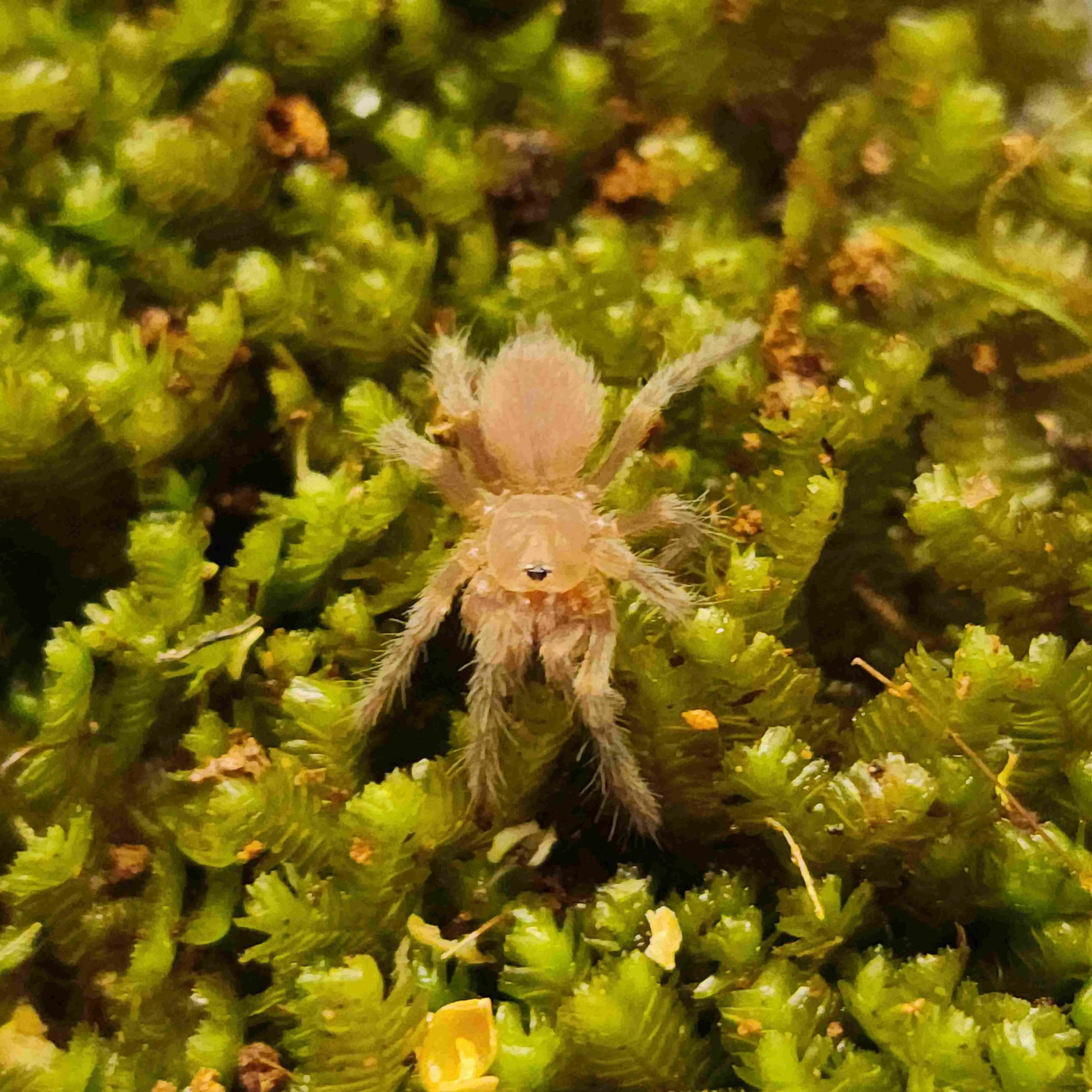 21423 robustum tarantula behavior