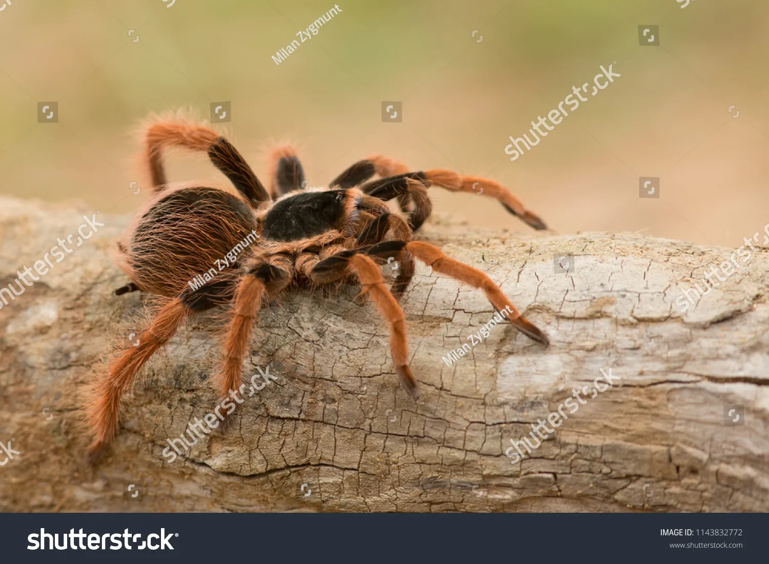 21423 robustum tarantula enclosure