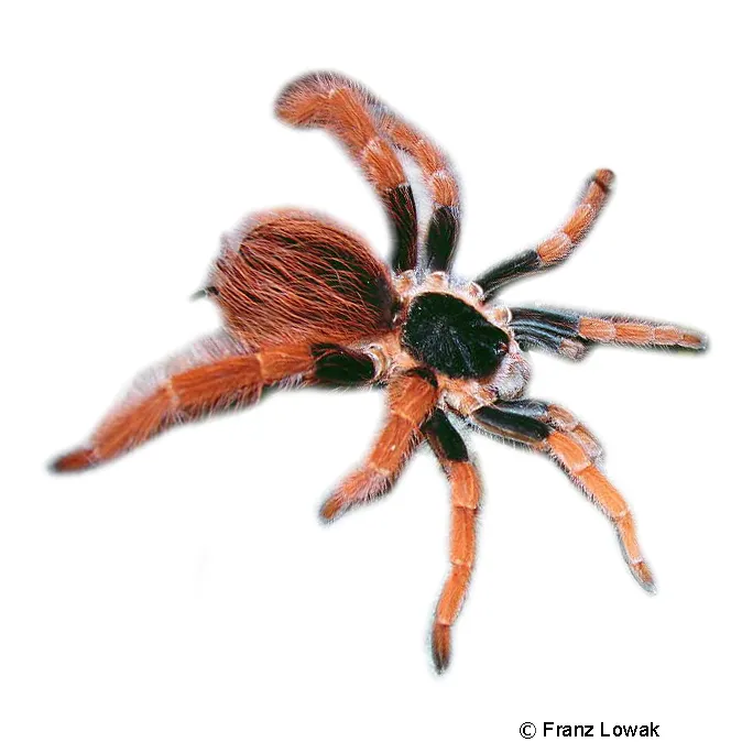 21423 robustum tarantula feeding