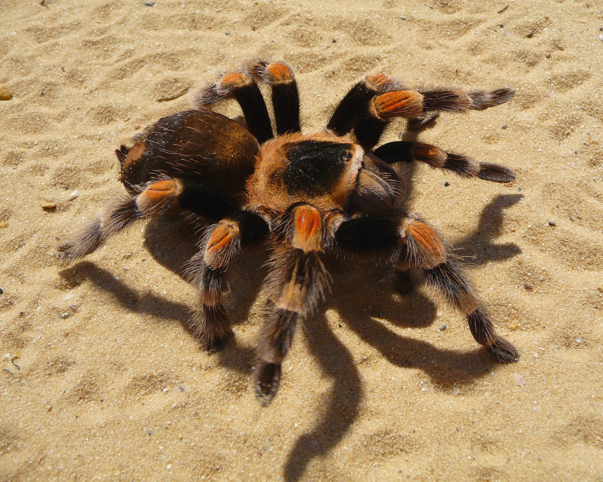 21423 robustum tarantula habitat