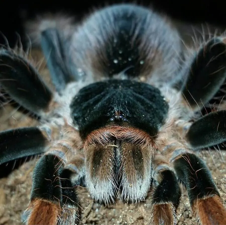 /img/21423-robustum-tarantula-molting.webp