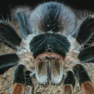 /img/21423-robustum-tarantula-molting.webp