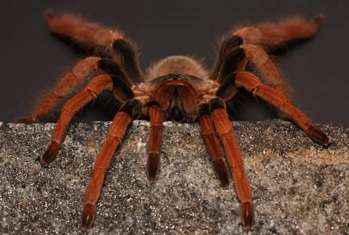21423 robustum tarantula overview