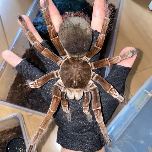 21423 robustum tarantula physical characteristics