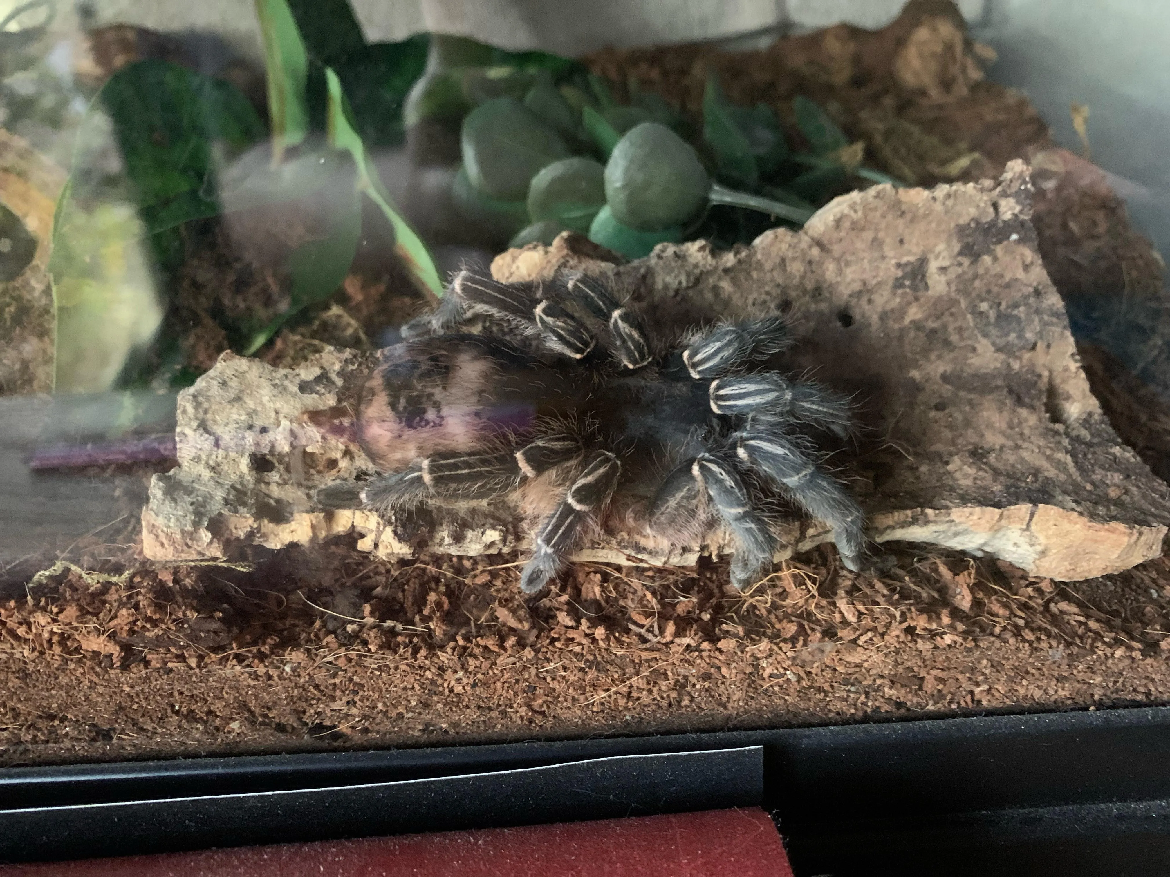 21424 tarantula handling gloves