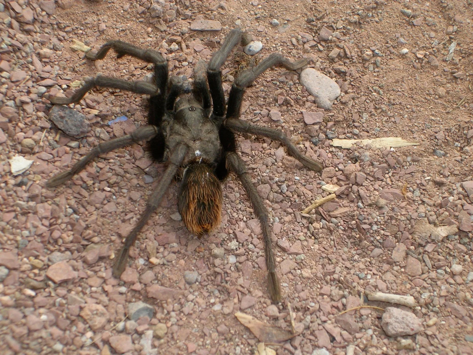 21426 female utah tarantula