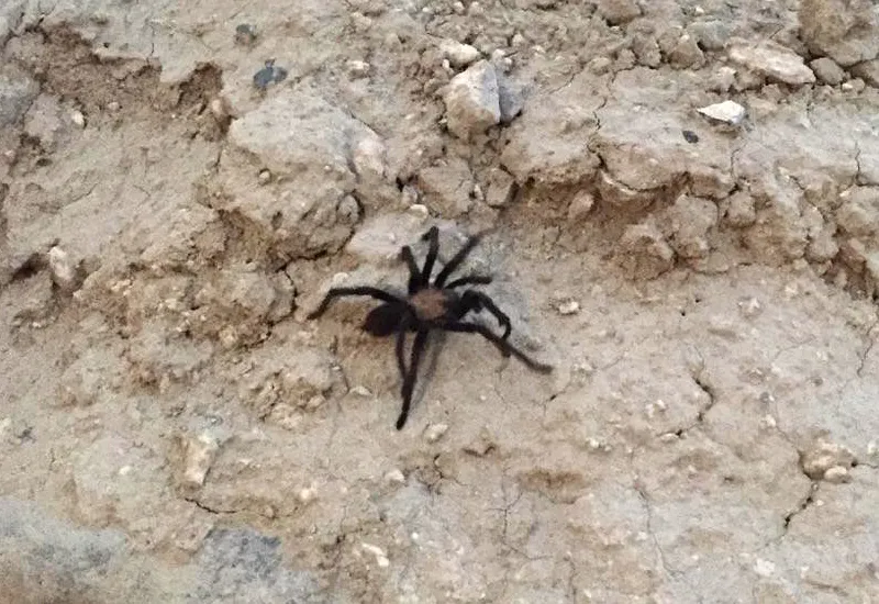 21426 male utah tarantula
