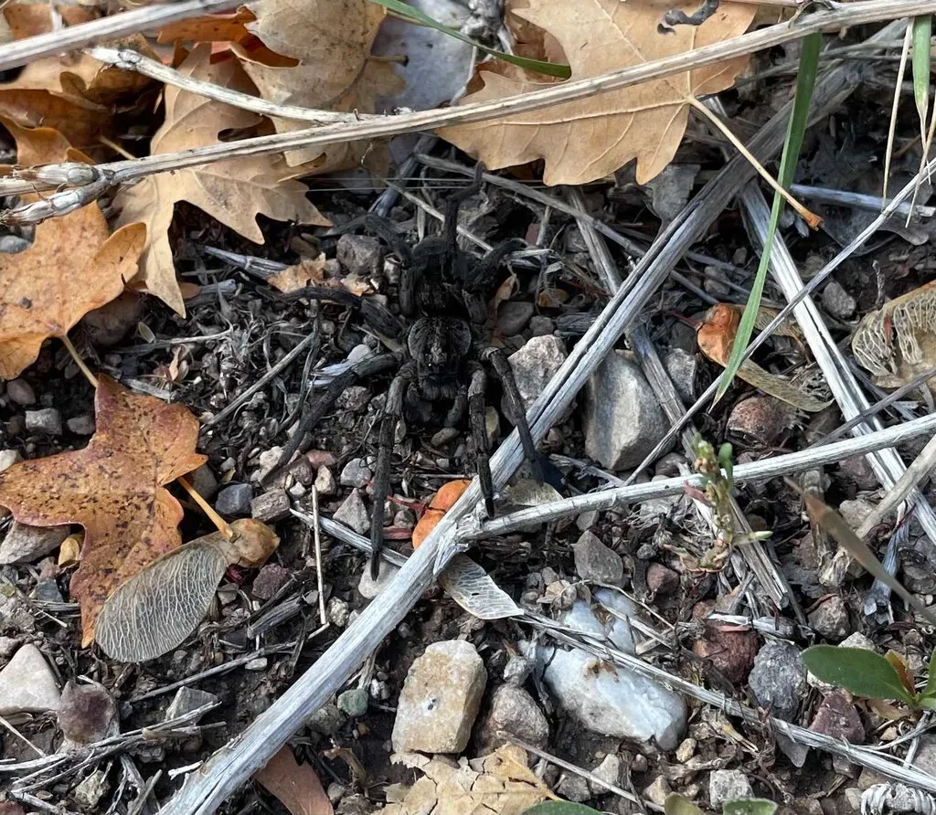 /img/21426-tarantula-in-nature.webp
