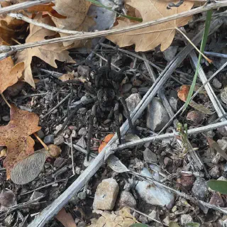 /img/21426-tarantula-in-nature.webp