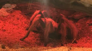 21426 tarantula migration map