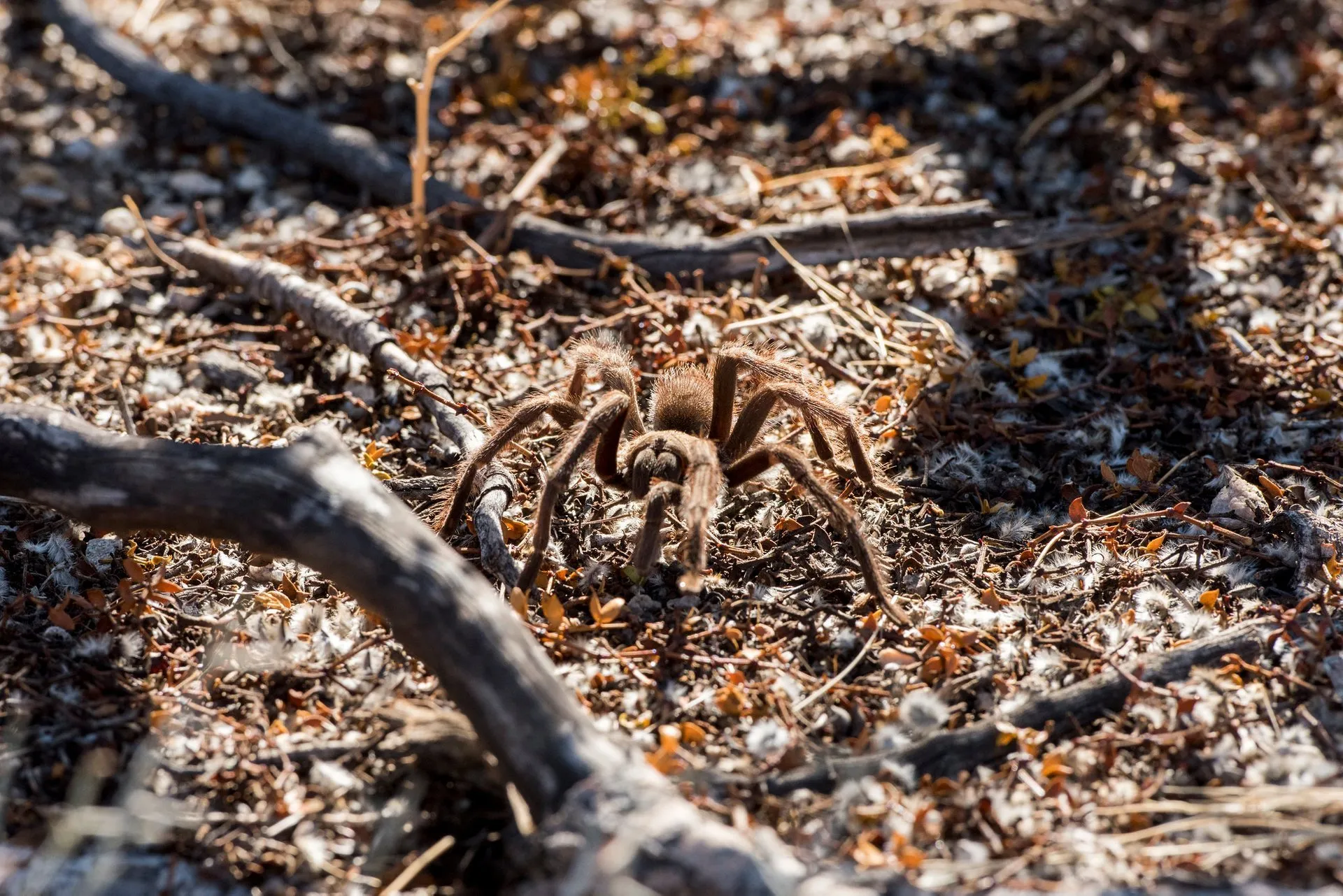21426 tarantula migration safety